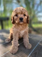 Maggie, a female Cavapoo for sale in Neosho, MO – 3 of 7