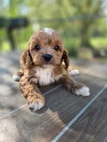 Archer, a male Cavapoo for sale in Neosho, MO – 9 of 9