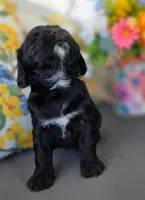 Willow, a female Cocker Spaniel and Cavalier King Charles Spaniel for sale in Neosho, MO – Photo 6 of 6