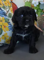 Willow, a female Cocker Spaniel and Cavalier King Charles Spaniel for sale in Neosho, MO – Photo 5 of 6