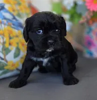 Willow, a female Cocker Spaniel and Cavalier King Charles Spaniel for sale in Neosho, MO – Photo 2 of 6