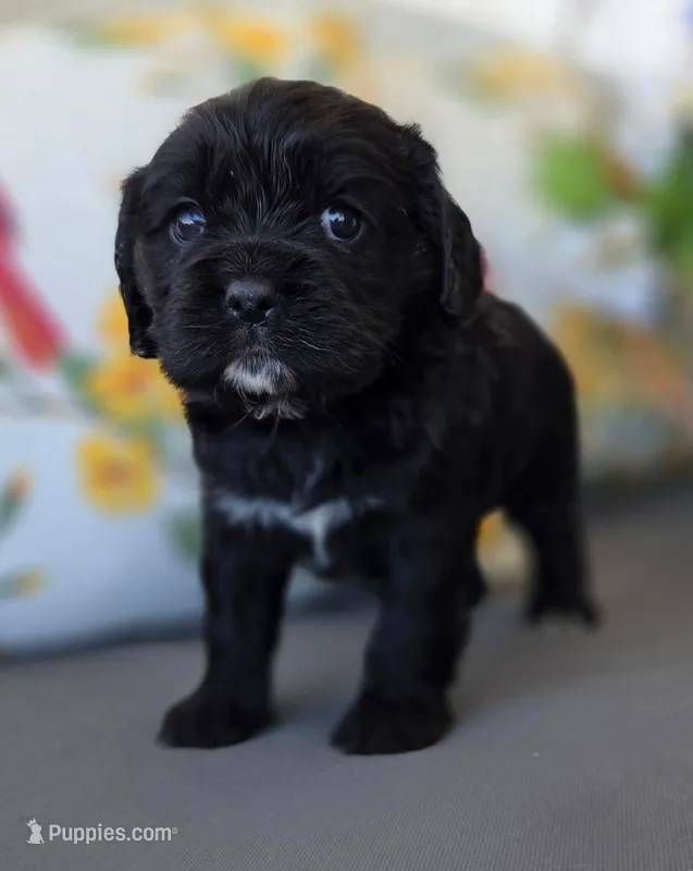 Willow – Cocker Spaniel, Cavalier King Charles Spaniel puppy for sale in Neosho, MO