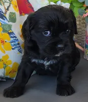 Willow, a female Cocker Spaniel and Cavalier King Charles Spaniel for sale in Neosho, MO – Photo 4 of 6