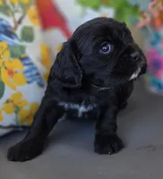 Willow, a female Cocker Spaniel and Cavalier King Charles Spaniel for sale in Neosho, MO – Photo 3 of 6