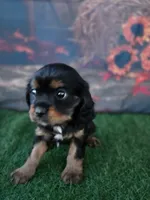 Stella, a female Cavalier King Charles Spaniel for sale in Neosho, MO – 3 of 5