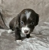 Penny, a female Cocker Spaniel and Miniature Australian Shepherd for sale in Neosho, MO – 1 of 10