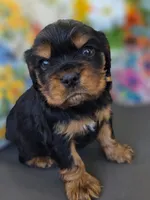 Louie, a male English Cocker Spaniel and Cavalier King Charles Spaniel for sale in Neosho, MO – Photo 5 of 10