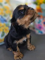 Louie, a male English Cocker Spaniel and Cavalier King Charles Spaniel for sale in Neosho, MO – Photo 6 of 10