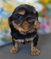 Louie, a male English Cocker Spaniel and Cavalier King Charles Spaniel for sale in Neosho, MO – Photo 9 of 10
