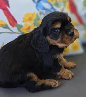 Louie, a male English Cocker Spaniel and Cavalier King Charles Spaniel for sale in Neosho, MO – Photo 3 of 10