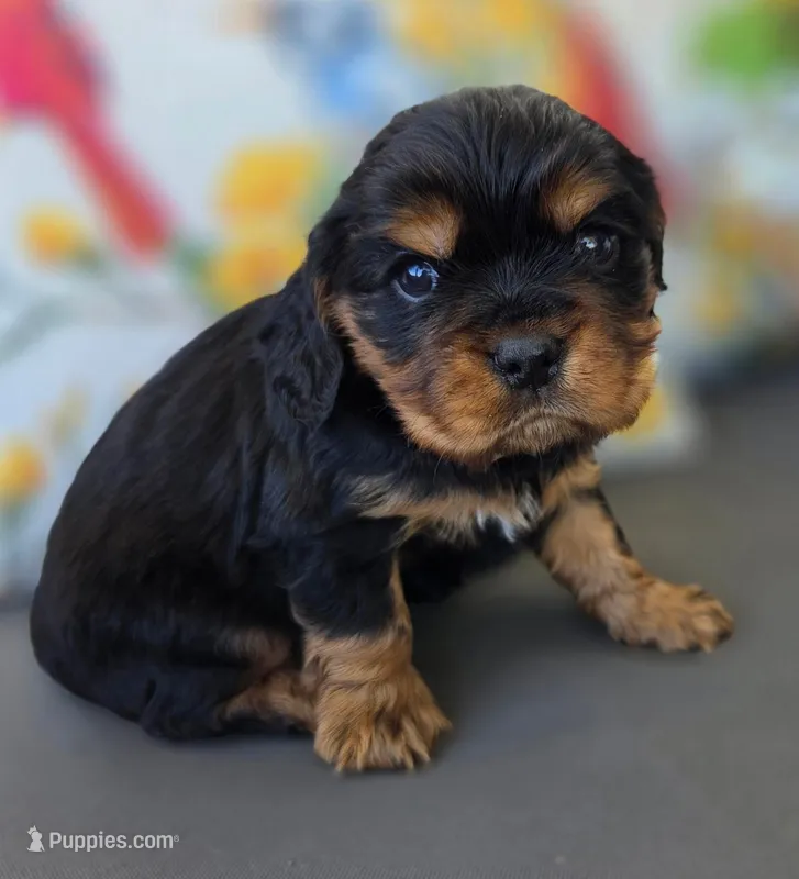 Louie – English Cocker Spaniel, Cavalier King Charles Spaniel puppy for sale in Neosho, MO