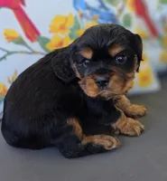 Louie, a male English Cocker Spaniel and Cavalier King Charles Spaniel for sale in Neosho, MO – Photo 2 of 10