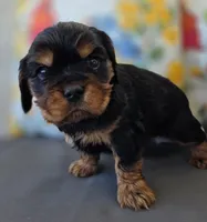 Louie, a male English Cocker Spaniel and Cavalier King Charles Spaniel for sale in Neosho, MO – Photo 8 of 10