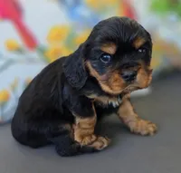 Louie, a male English Cocker Spaniel and Cavalier King Charles Spaniel for sale in Neosho, MO – Photo 4 of 10