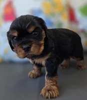 Louie, a male English Cocker Spaniel and Cavalier King Charles Spaniel for sale in Neosho, MO – Photo 7 of 10
