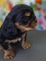 Louie, a male English Cocker Spaniel and Cavalier King Charles Spaniel for sale in Neosho, MO – Photo 10 of 10
