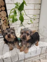 Shadow , a male Silky Terrier for sale in Neosho, MO – 3 of 5