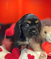 Duke , a male Cockalier for sale in Neosho, MO – Photo 5 of 9