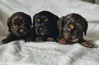 processed/4225b722-1744-42f6-a220-e15c21cf2cdd/listing/3aabdf10-5714-4575-ab04-f501ccad984a/08fe7e00-7015-4e79-a04b-5cabebb96765