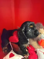Duke , a male Cockalier for sale in Neosho, MO – Photo 4 of 9