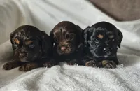 processed/4225b722-1744-42f6-a220-e15c21cf2cdd/listing/3aabdf10-5714-4575-ab04-f501ccad984a/5719852f-9f76-44c4-ab70-06544b39ab41