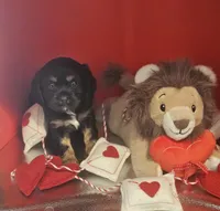 Duke , a male Cockalier for sale in Neosho, MO – Photo 6 of 9