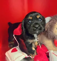 Duke , a male Cockalier for sale in Neosho, MO – Photo 2 of 9