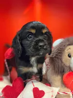 Duke , a male Cockalier for sale in Neosho, MO – Photo 1 of 9
