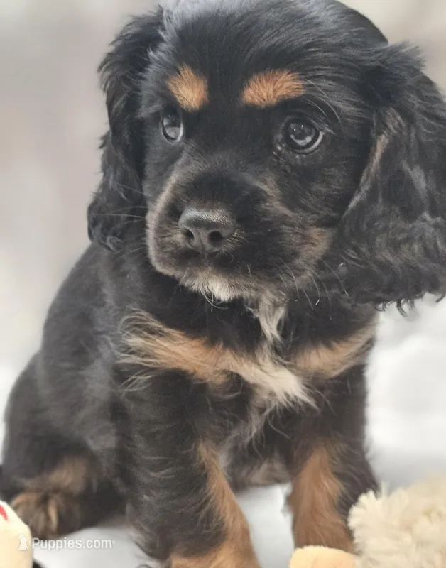 Duke  – Cockalier puppy for sale in Neosho, MO