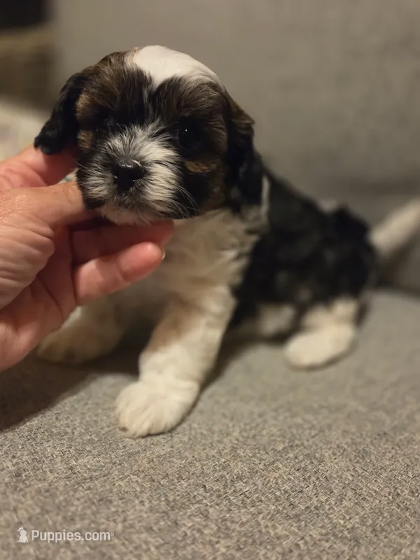 Masie – Shihpoo puppy for sale in Neosho, MO