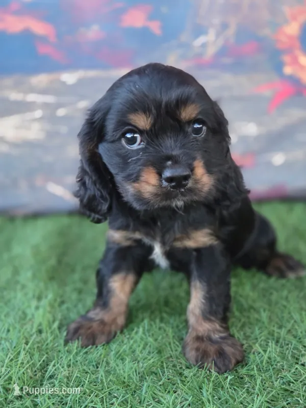 Scooter – Cockalier puppy for sale in Neosho, MO