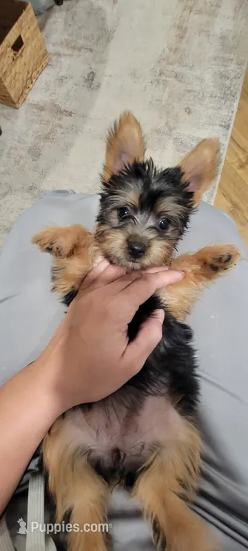 Oakley – Silky Terrier puppy for sale in Neosho, MO