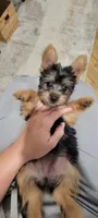Oakley, a female Silky Terrier for sale in Neosho, MO – 1 of 3