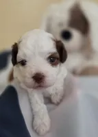 Sandy, a female Shihpoo for sale in Neosho, MO – 3 of 7