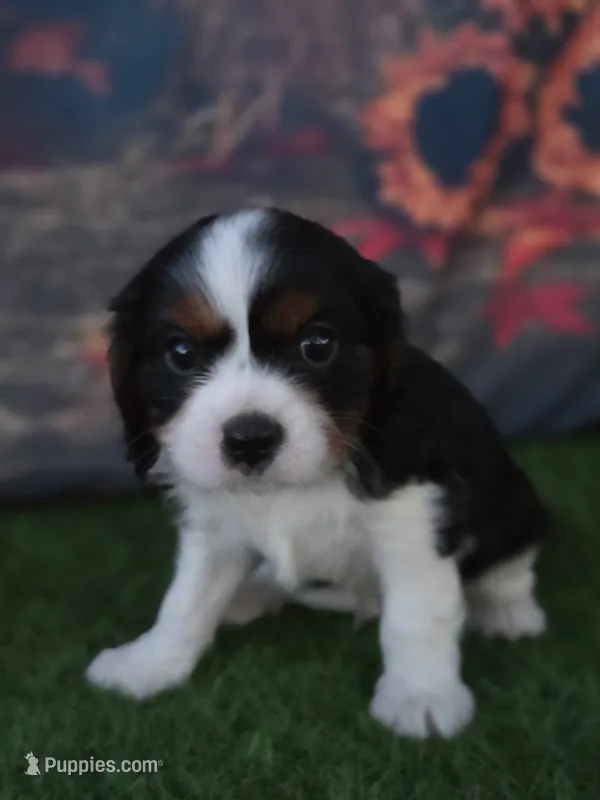 Jake  – Cavalier King Charles Spaniel puppy for sale in Neosho, MO