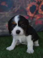 Jake , a male Cavalier King Charles Spaniel for sale in Neosho, MO – 1 of 8