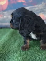 Scout, a male Cockalier for sale in Neosho, MO – 6 of 7