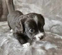 Penny, a female Cocker Spaniel and Miniature Australian Shepherd for sale in Neosho, MO – 3 of 10
