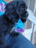 Ace, a male Cockalier for sale in Neosho, MO – 2 of 4