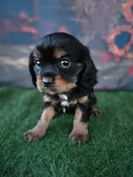 Stella, a female Cavalier King Charles Spaniel for sale in Neosho, MO – 5 of 5