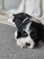 Clive, a male Cavalier King Charles Spaniel for sale in Neosho, MO – 5 of 5
