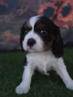Jake , a male Cavalier King Charles Spaniel for sale in Neosho, MO – 3 of 8