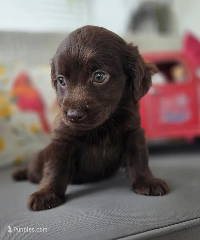 Brandy – Cocker Spaniel, Miniature Australian Shepherd puppy for sale in Neosho, MO
