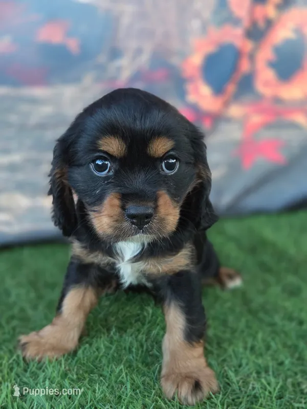 Sheba – Cockalier puppy for sale in Neosho, MO