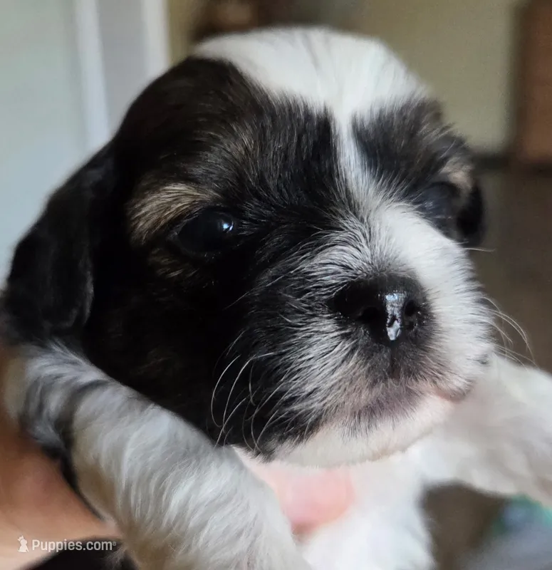 Masie – Shihpoo puppy for sale in Neosho, MO