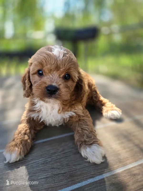 Archer – Cavapoo puppy for sale in Neosho, MO