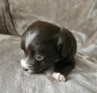 Penny, a female Cocker Spaniel and Miniature Australian Shepherd for sale in Neosho, MO – 4 of 10