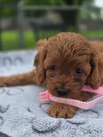 Toffee , a female Cavapoo for sale in Neosho, MO – Photo 2 of 9
