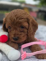 Toffee , a female Cavapoo for sale in Neosho, MO – Photo 5 of 9