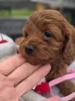 Toffee , a female Cavapoo for sale in Neosho, MO – Photo 4 of 9